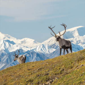 Alaska Denali Reindeer