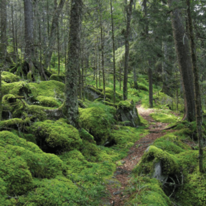 Great Smoky Mountains National Park